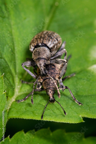 Mating of the true weevils © Goran