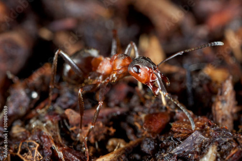 Close-up of the red wood ant, formica rufa © Goran