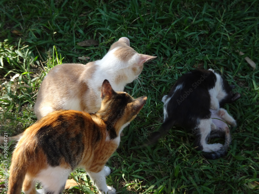 kittens of different ages play in the grass