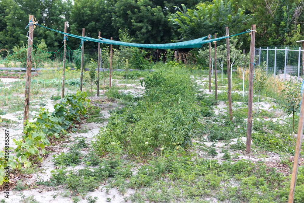 Fototapeta premium Unripe green tomatoes in a rural garden