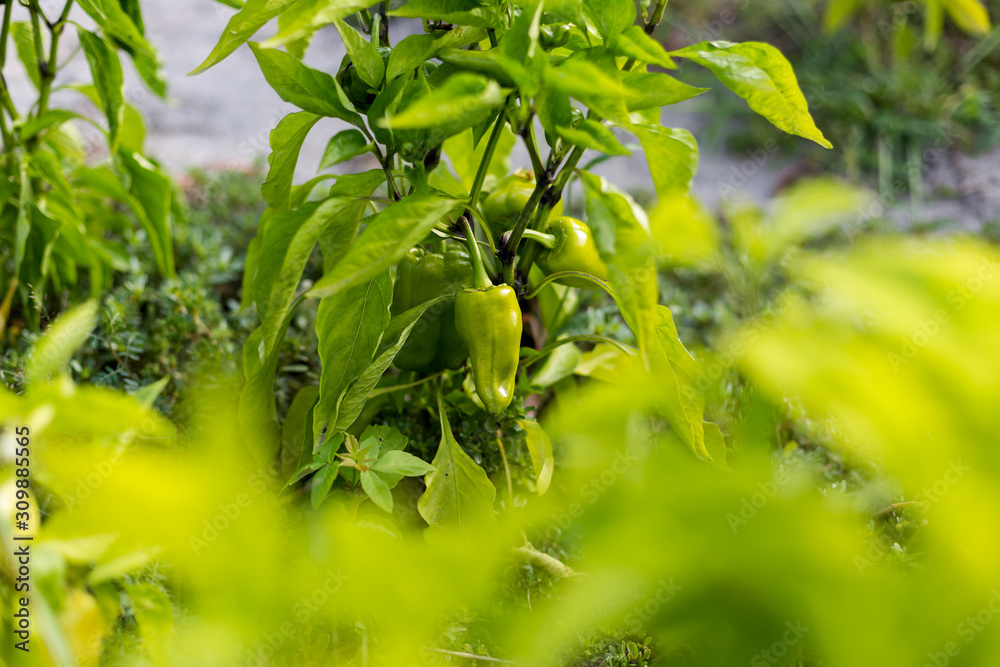Beautiful green peppers in a rural garden Beautiful green peppers in a rural garden