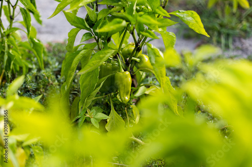 Beautiful green peppers in a rural garden
