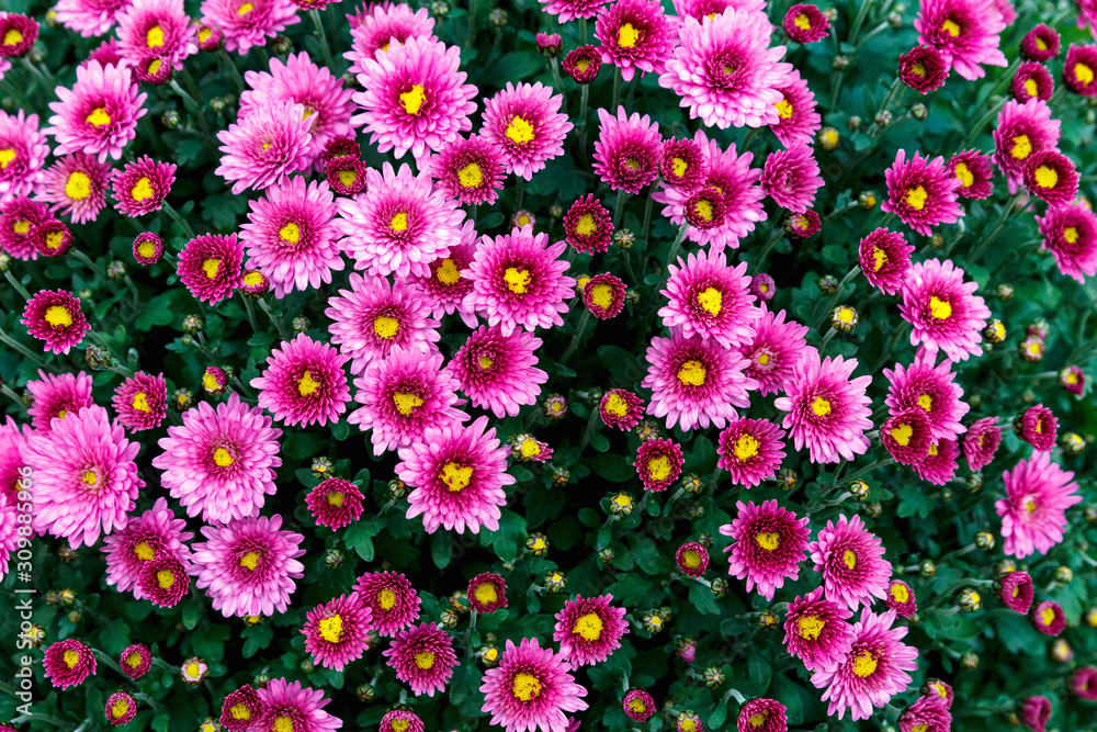 Flowers, beautiful chrysanthemum flowers wallpaper background. Autumn chrysanthemum flowers. Flowers, beautiful chrysanthemum flowers wallpaper background. Autumn chrysanthemum flowers.