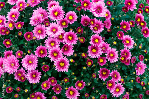 Flowers, beautiful chrysanthemum flowers wallpaper background. Autumn chrysanthemum flowers.