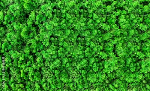 Fotografia Freeze-dried moss