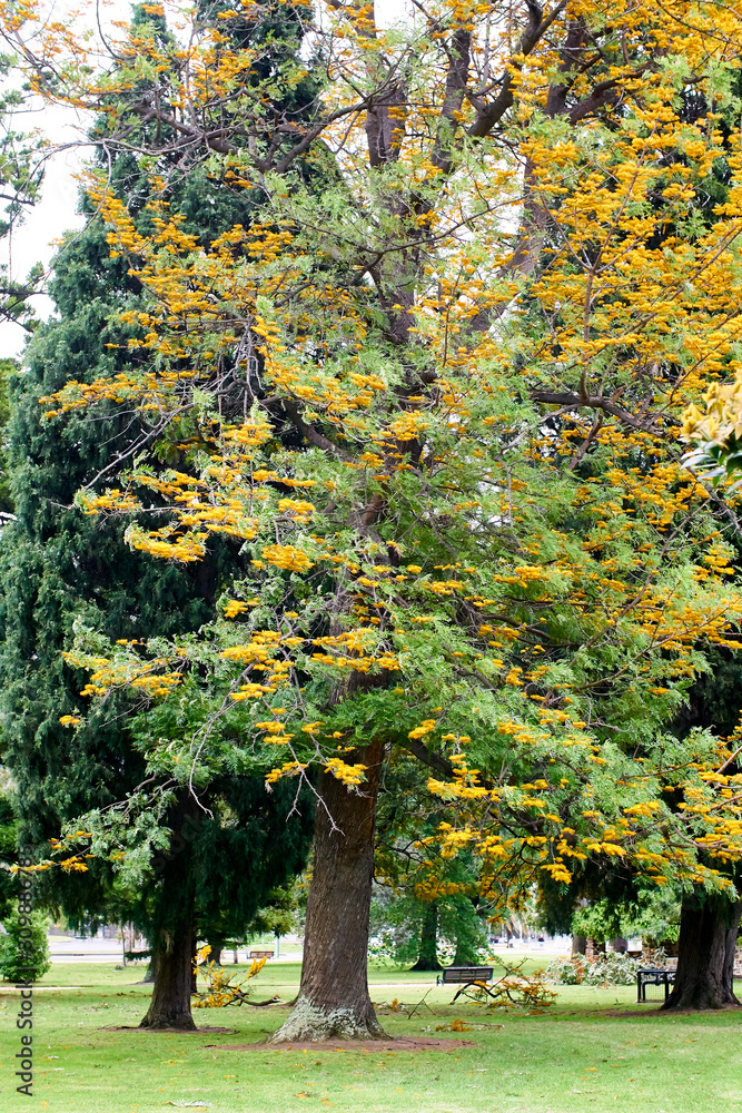 Naklejka premium Royal Botanic Gardens Victoria