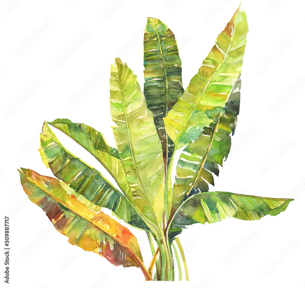 Banana Tree Paintings