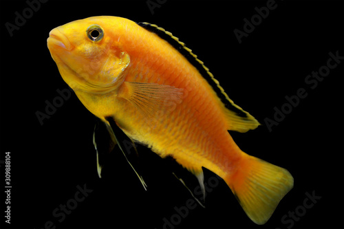cichlid lemon fish, neolamprologus leleupi