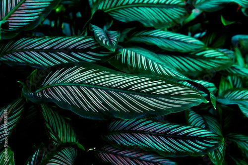 tropical green leaves  abstract green leaves texture  nature background