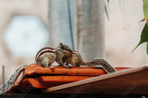 Closeup shot of two squirrels