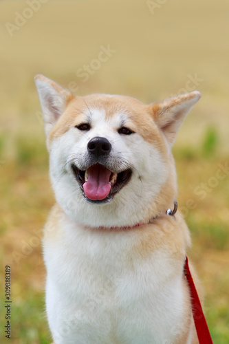 Dog breed Akita Inu