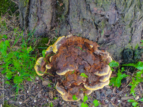 unusual rare unexplored mushrooms in the forest.