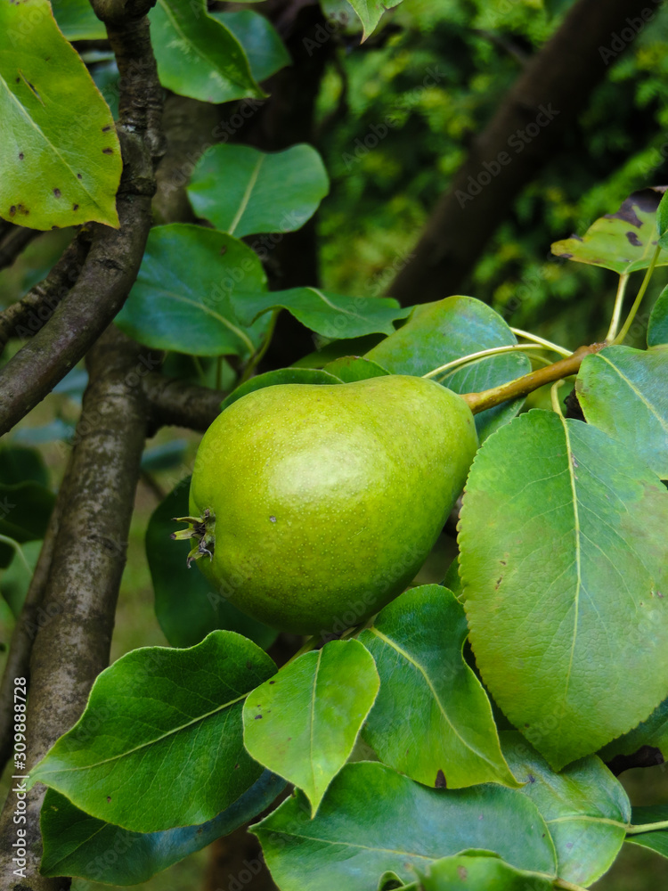 Not ripened green pear fruit on a tree. Not ripened green pear fruit on a tree.
