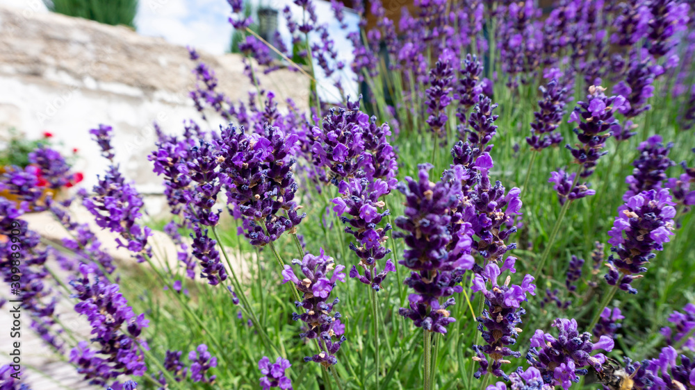 Naklejka premium Luxurious bushes of fragrant provence lavender close-up on a light background. Blooming lilac purple pink lavender on a sunny day