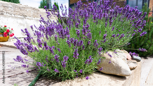 Luxurious bushes of fragrant provence lavender bloom in a landscape design composition with boulders and pine