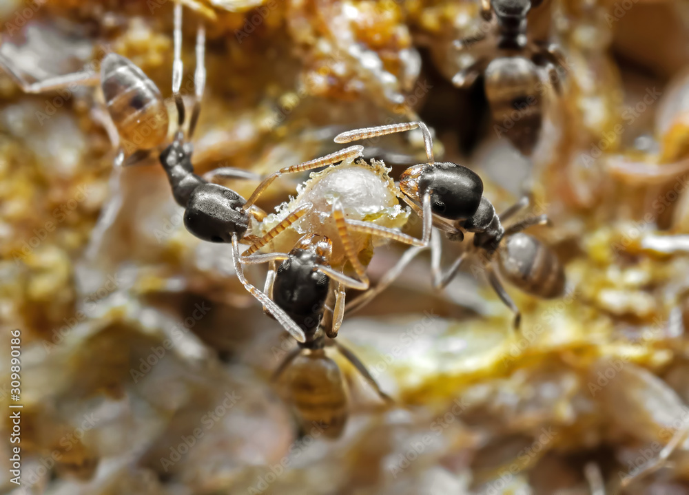 Macro Photo of Group of Tiny Ants are Carrying Food Macro Photo of Group of Tiny Ants are Carrying Food