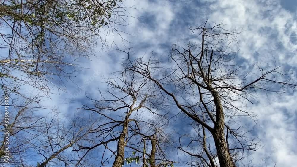 見上げた青空　冬　森林