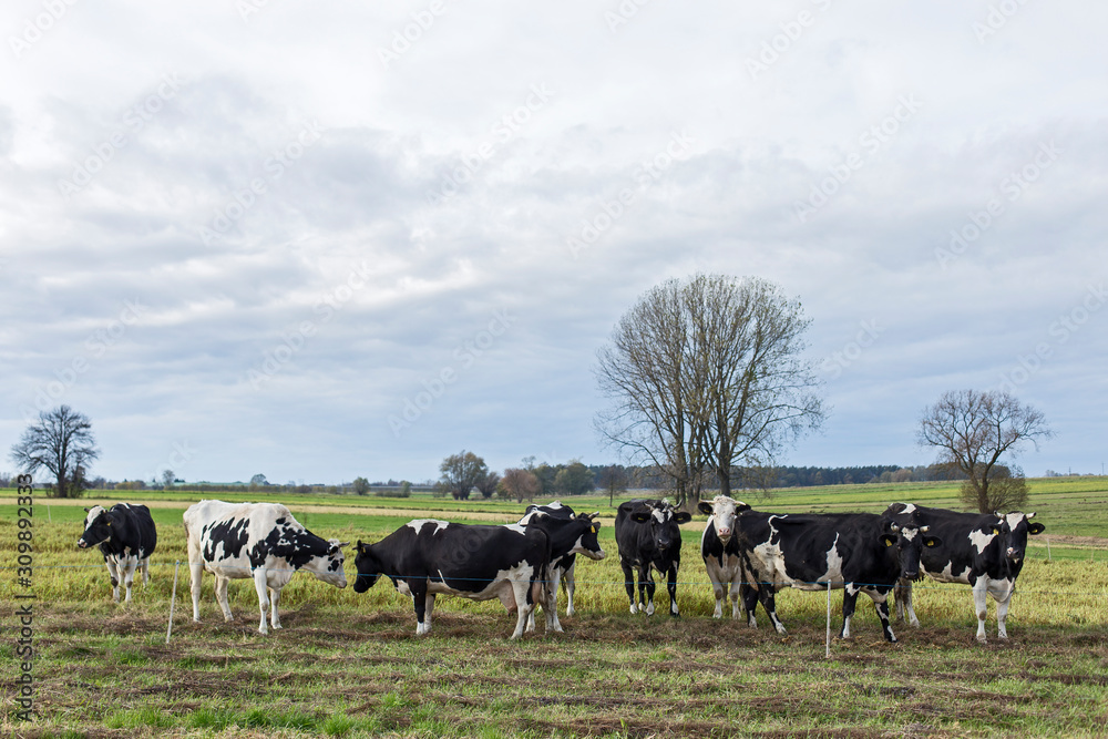 Black and white dairy cows on pasture on aggro landscape background in autumn entourage. Black and white cows on a farmland. Rural Landscape of Cattle Grazing in a Green Field Black and white dairy cows on pasture on aggro landscape background in autumn entourage. Black and white cows on a farmland. Rural Landscape of Cattle Grazing in a Green Field