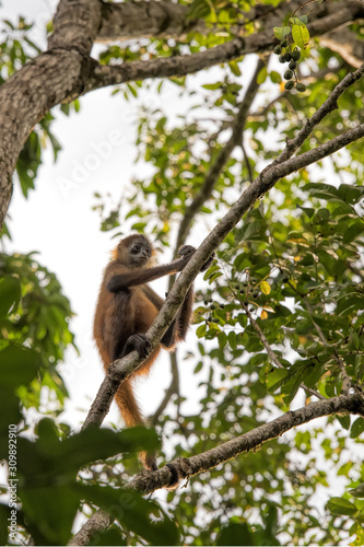 spider monkey in Costa Rica