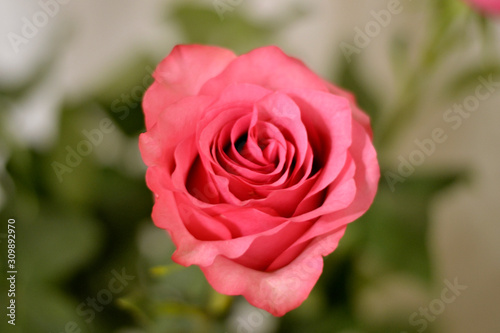 Beautiful pink rose Bud opened 