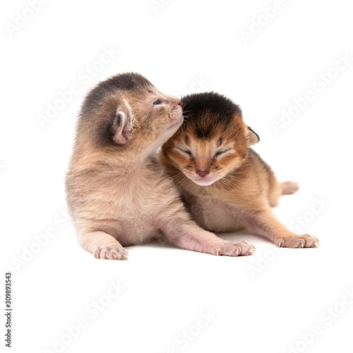 Two new born kitten isolated on white background
