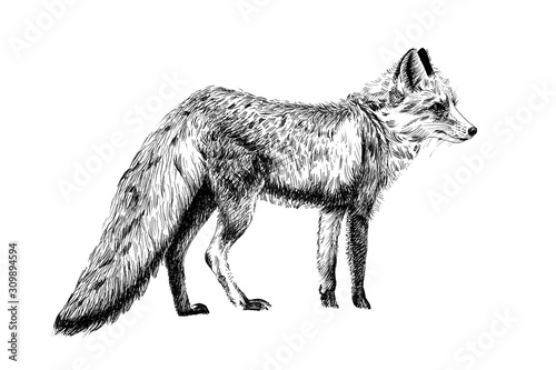 Obraz na plátne Hand drawn fox, sketch graphics monochrome illustration