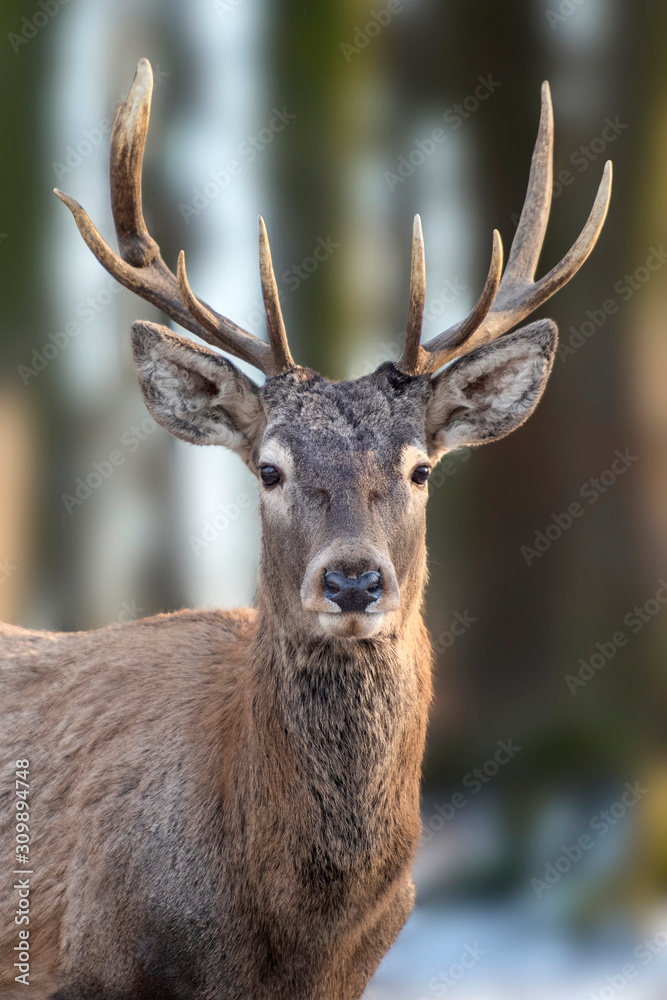 Deer portrait on the snow and forest background Deer portrait on the snow and forest background