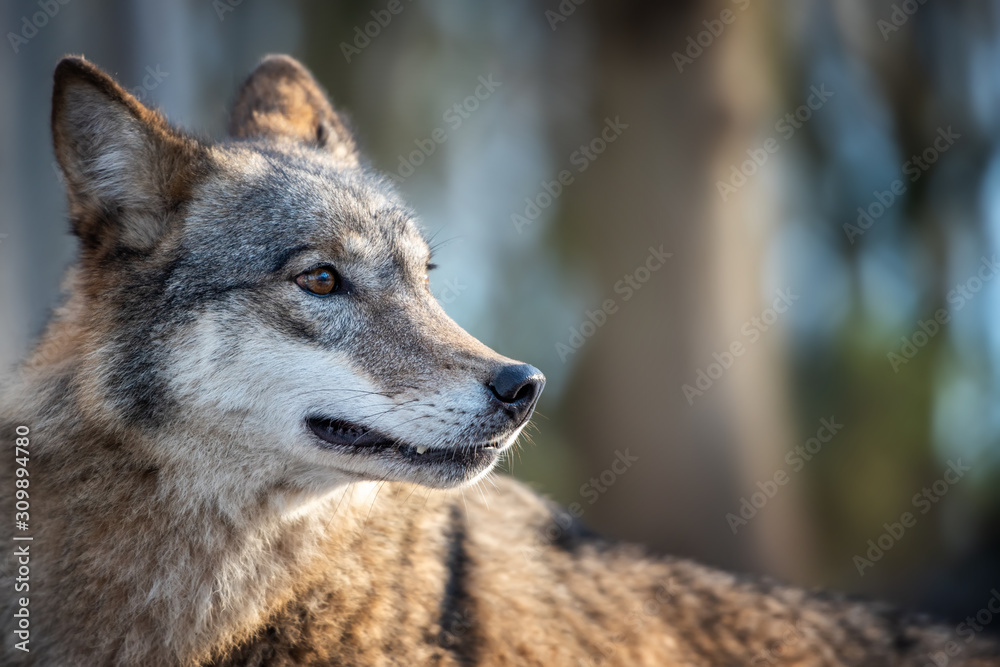 Close Alone Timber wolf standing in the winter