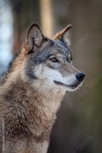 Close Alone Timber wolf standing in the winter