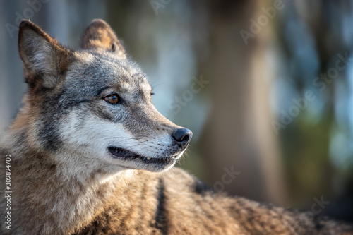 Close Alone Timber wolf standing in the winter