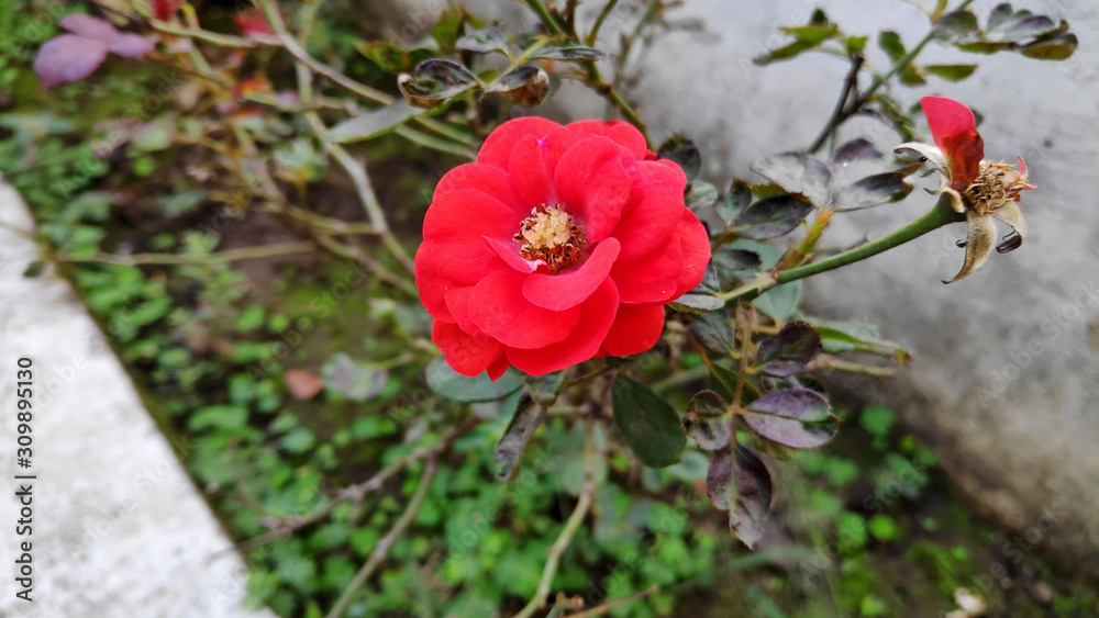red rose flower plant in a field