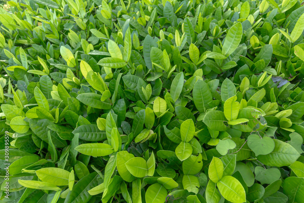 Fototapeta premium Abstract green grass background, sunny day, fresh spring field, natural textured wallpaper at Phuket Thailand.