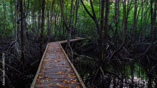 Boardwalk  wooden pathway surrounded with mangrove plants at Kutai National Park  Indonesia