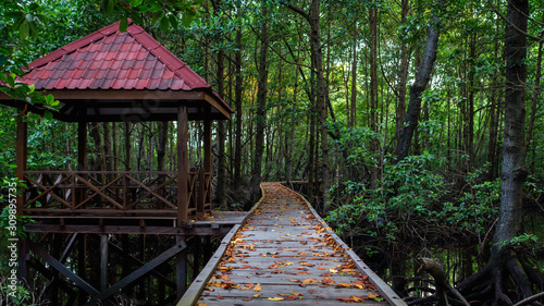 Boardwalk  wooden pathway surrounded with mangrove plants at Kutai National Park  Indonesia