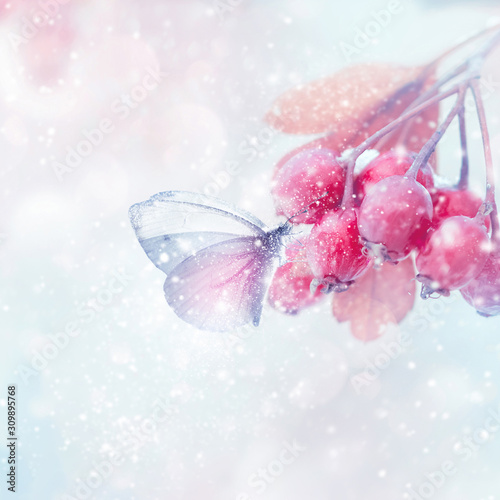 Winter magic forest tale. Fragile tender butterfly and pink berries in a snowy forest. Winter and autumn concept. Soft focus. Square format.