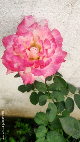 pink flower on white background