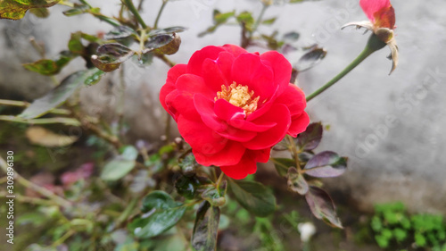 red rose flower plant in a field