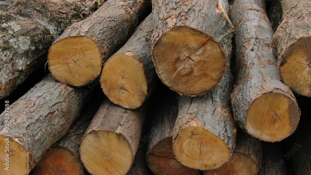 Logging wood mill in Northern Michigan with piles of logs stack of trees Logging wood mill in Northern Michigan with piles of logs stack of trees