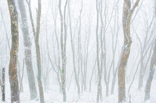 霧雪 © Yusuke Kawakami
