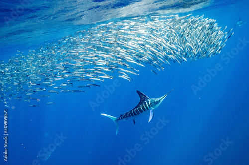 Striped Marlin マカジキ Mexico バハカリフォルニア半島 photo