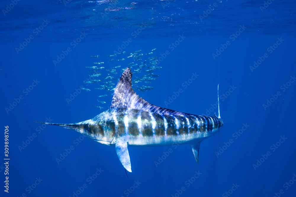 Striped Marlin マカジキ Mexico バハカリフォルニア半島 Stock Photo Adobe Stock