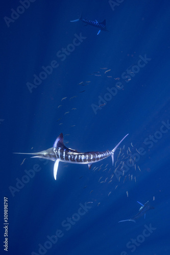 Striped Marlin マカジキ Mexico バハカリフォルニア半島