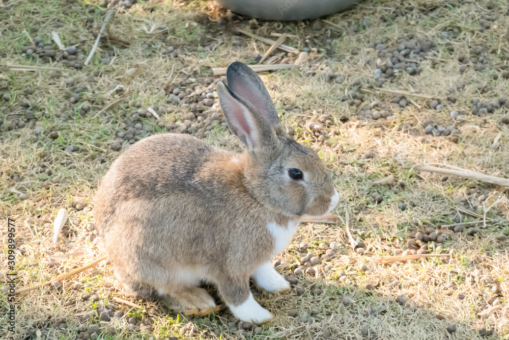 little bunny small young cute rabbit wildlife animals living at backyard garden with beautiful natural light freedom fresh air little bunny small young cute rabbit wildlife animals living at backyard garden with beautiful natural light freedom fresh air