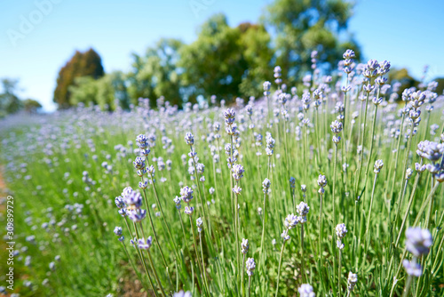 Lavender Farm