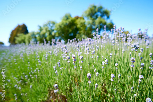 Lavender Farm