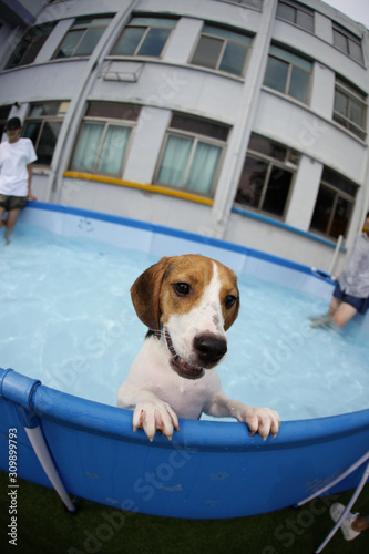 swimming puppies in a private playground	