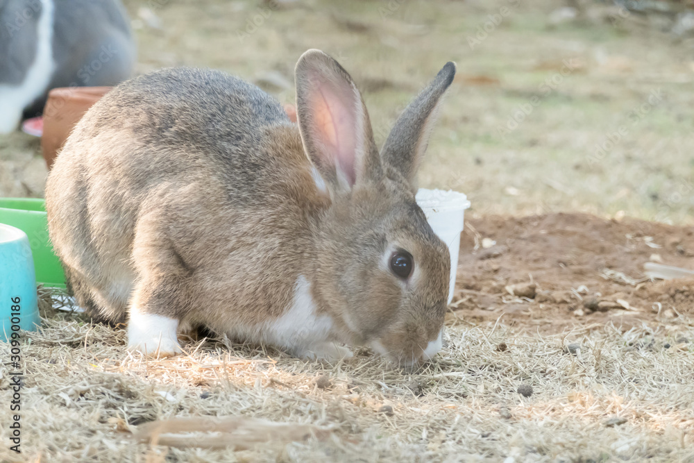 little bunny small young cute rabbit wildlife animals living at backyard garden with beautiful natural light freedom fresh air little bunny small young cute rabbit wildlife animals living at backyard garden with beautiful natural light freedom fresh air