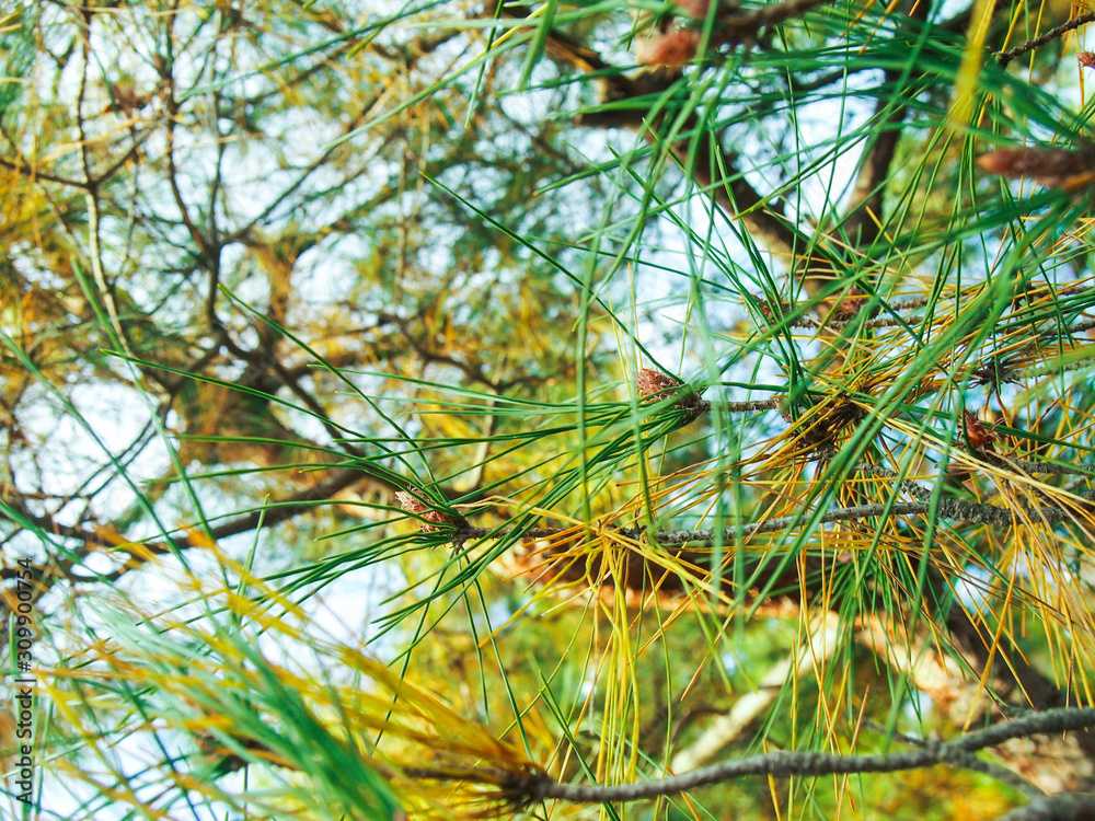 Naklejka premium Pine