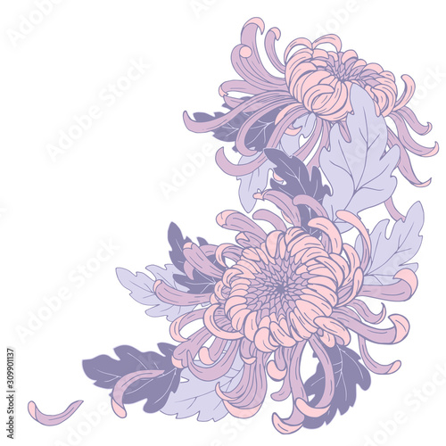 Chrysanthemum flowers and leaves, composition for design, vector illustration
