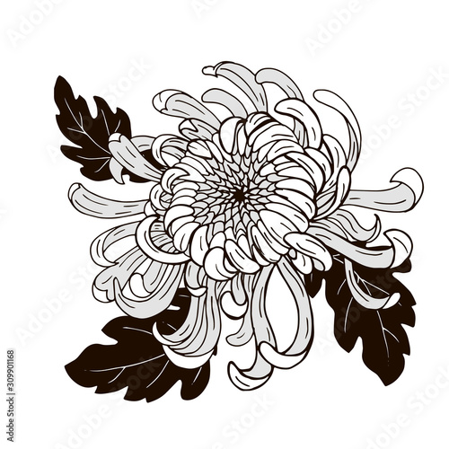 Chrysanthemum flower, black and white vector illustration